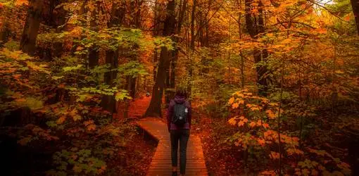 walking, autumn, leaves, colors, fall, enjoy nature, great outdoors, fresh air, exercise,&nbsp;