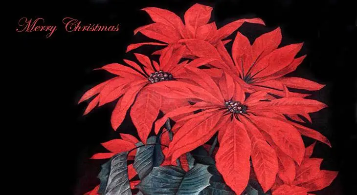 christmas card, poinsettias, american artist, paul de longpre, magazine cover, illustrations, ladies home journal, 1910, illlustrator, painter, paintings, red flowers, merry christmas