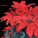 christmas card, poinsettias, american artist, paul de longpre, magazine cover, illustrations, ladies home journal, 1910, illlustrator, painter, paintings, red flowers, merry christmas